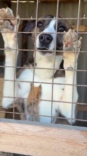 Приют «Во имя жизни» просит о помощи: нет корма для 170 животных