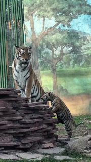 Тигрятам из Алматинского зоопарка дали имена