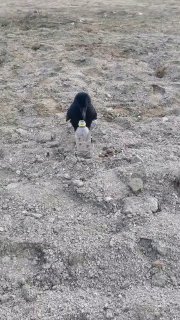 Гениальная ворона использует камушки, чтобы поднять уровень воды в бутылке