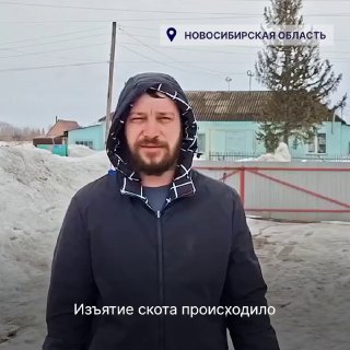 Критика действий властей Новосибирской области при ликвидации скота