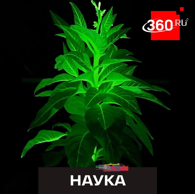 Светящиеся растения могут заменить уличное освещение