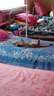 Дневник Мракоборцев: кот-пулемёт в лазарете