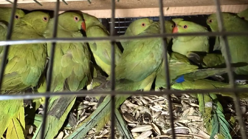 Иллюстрация 2