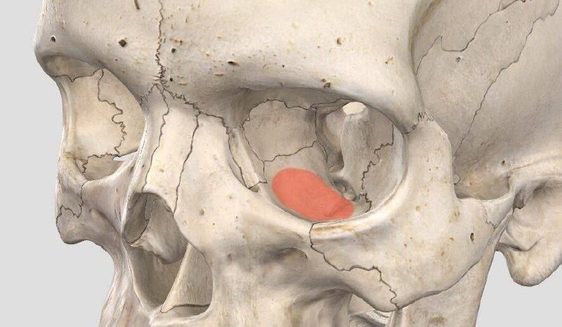 Перелом дна глазницы в зоне СВО: диагностика и первая помощь