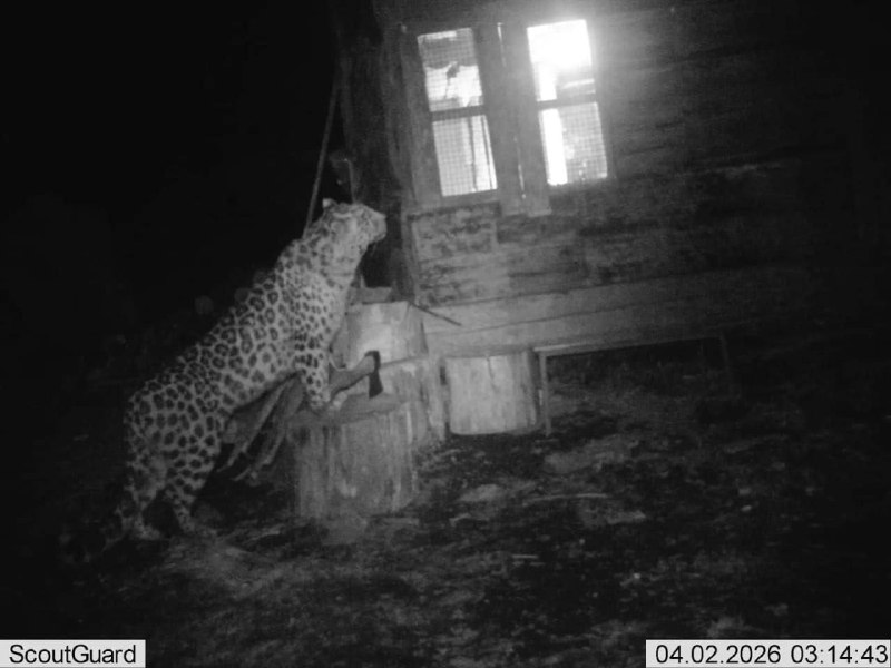 Леопард с топором напал на гусей в Приморье