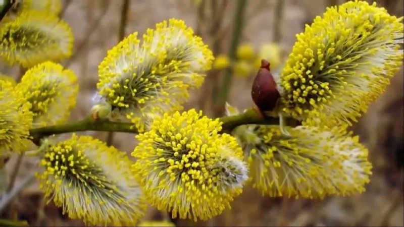 Поздравление с Вербным воскресеньем