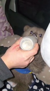 В Северной Осетии волонтеры спасли медвежонка-сироту