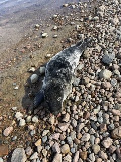 В Лебяжьем спасли детёныша серого тюленя