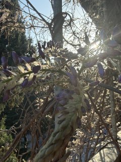 В крымском особняке зацвела уникальная глициния, возможно, первая в России