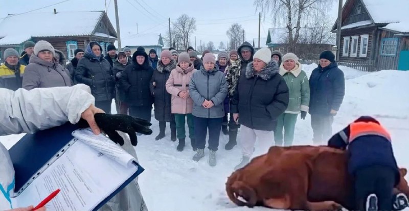 Восстановление поголовья скота в Новосибирской области начнется не раньше августа 2026 года