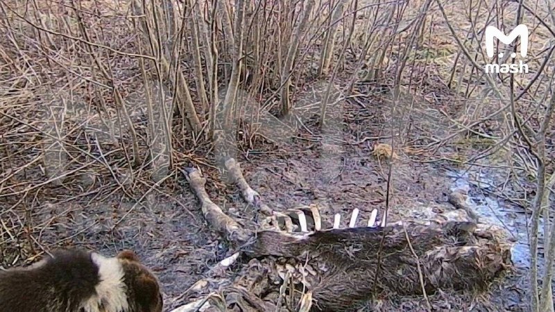 Иллюстрация 2