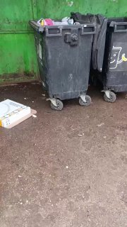 В Серпухове спасли новорождённых щенят, которых выбросили в мусорный бак