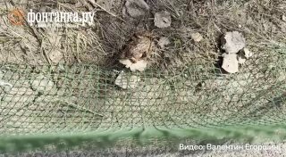 В Питере стартовала акция помощи жабам