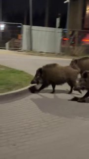 В Польше испытали робота-гуманоида Unitree G1 в полевых условиях