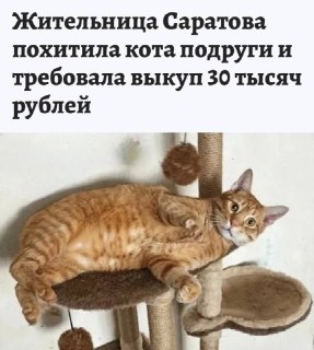 В Саратове женщина требует выкуп за похищенного кота подруги