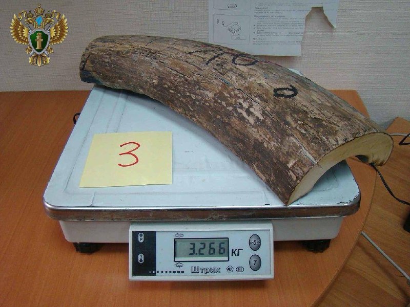 В Хабаровске осудили контрабандистов, вывезших 16 тонн бивней мамонта