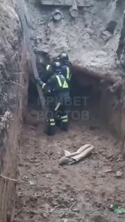 В Ростове-на-Дону спасли собаку, упавшую в бетонную яму