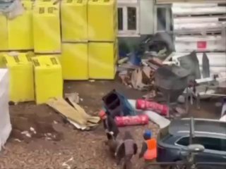 На стройке в Москве устроили ритуальное жертвоприношение животных