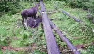 В лесах Ленинградской области насчитали более 3 тысяч медведей