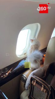 Кошка Карла Лагерфельда осталась без наследства в 1,3 млн евро из-за юридических споров