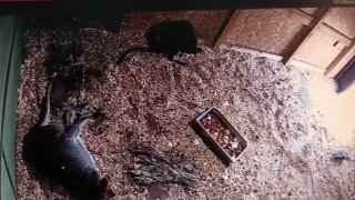 Кенгуренок выпал из маминой сумки и устроил переполох в зоопарке Калининграда