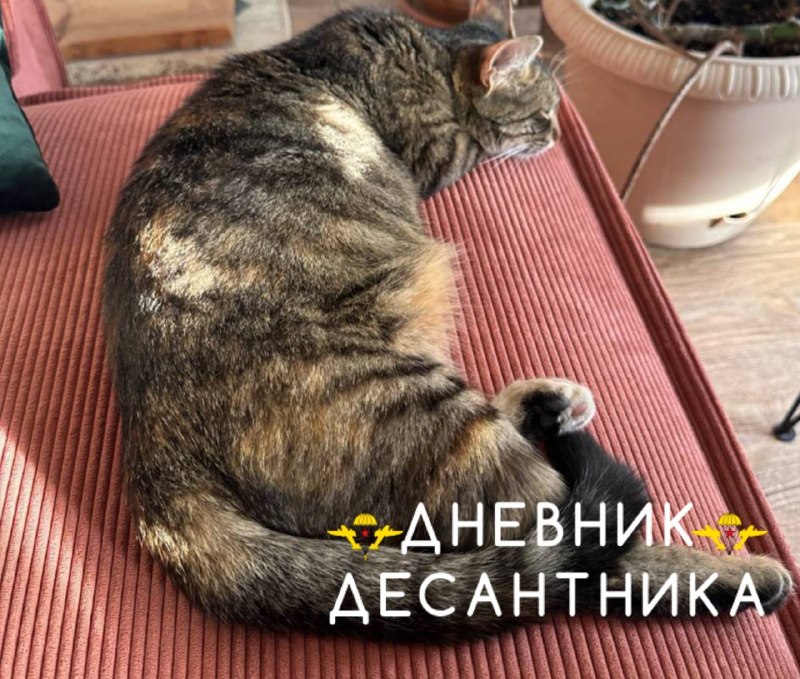 История кошки с позывным «Чмоня», вернувшейся с фронта на гражданку