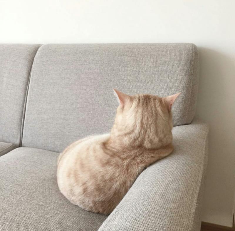 Кошки могут таить обиду до 5 лет