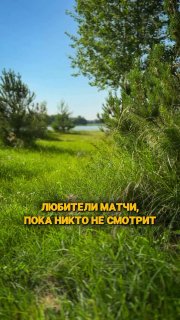 Шутка про любителей матчи в дикой природе