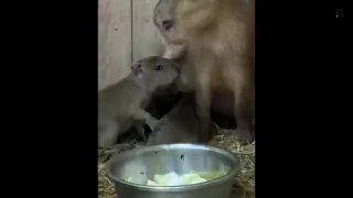 В Ставрополье родилась тройня капибар