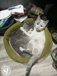 Иллюстрация 1
