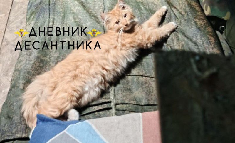 Иллюстрация 1