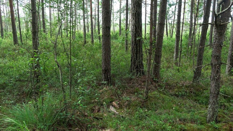 В Ленобласти заметили козодоя на гнезде с двумя яйцами