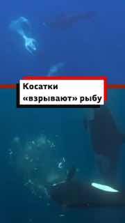 Косатки используют необычный способ охоты или игры, «взрывая» рыбу столкновениями