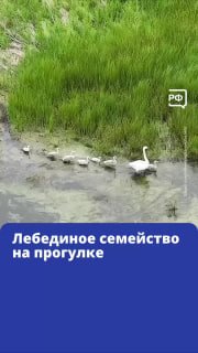 В Чановском районе Новосибирской области отдыхает лебединая семья с птенцами