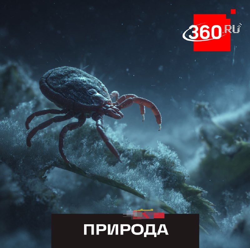 Инсектициды могут повышать устойчивость клещей к морозам