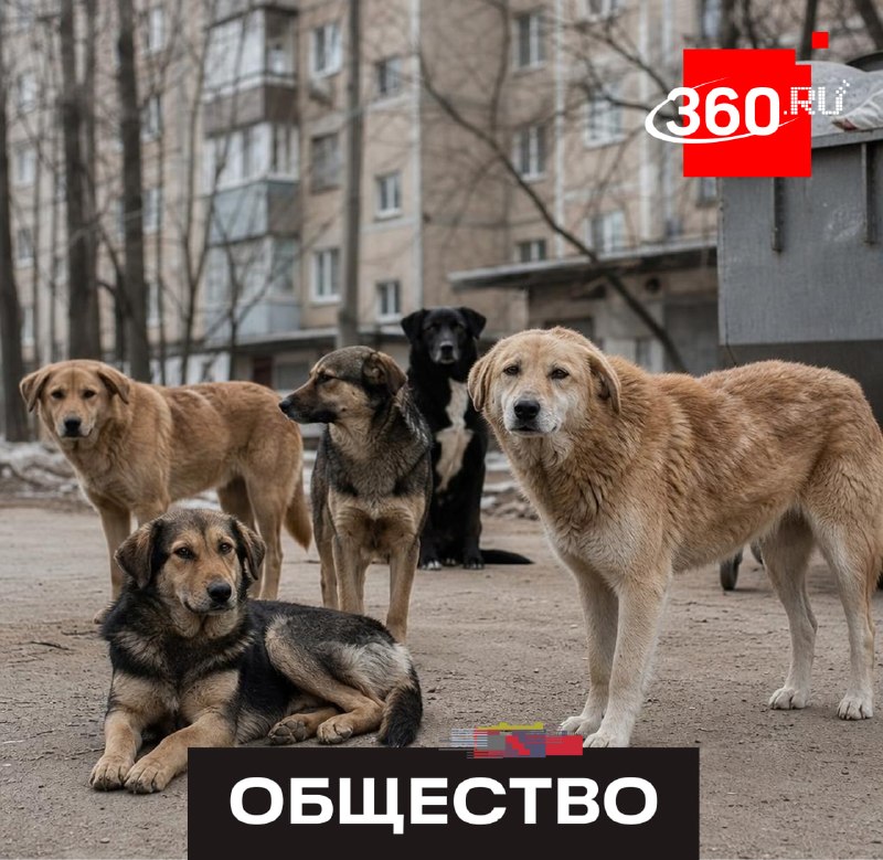 В Госдуме предложили новые правила для бездомных животных
