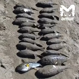 В Приморье массово выбрасывает на берег ядовитых рыб фугу