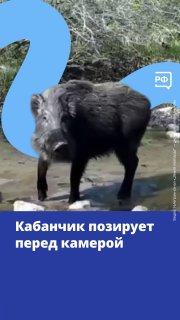 Позитивное видео с кабаном Пумбой из Приморья