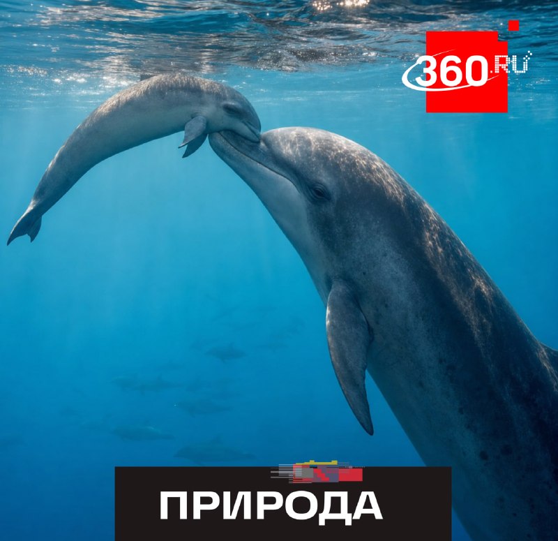 Самка дельфина шесть дней носила на спине погибшего детеныша