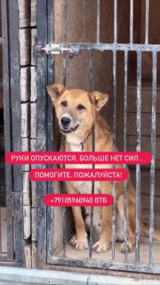 Фонд «100 хвостов» просит помощи для спасения приюта
