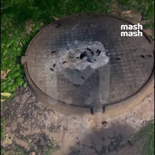 На дачи в Подмосковье начали нападать крупные американские тараканы