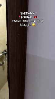 Гигантские тараканы захватили отели во Вьетнаме: жалобы российских туристов