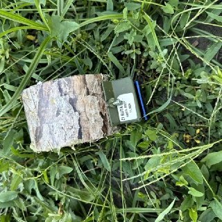 Обнаружены мины ВСУ, замаскированные под пни