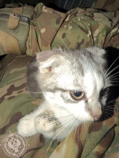 Иллюстрация 8