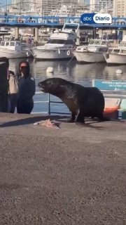 Чайка украла обед у морского льва