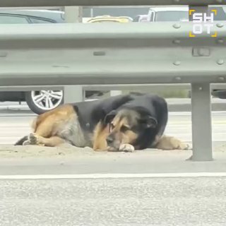 В Москве сотрудники ДПС и водители спасли раненую собаку, застрявшую в отбойнике