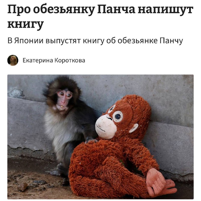 О жизни знаменитой обезьянки Панча выйдет книга