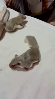 Южные летяги защищают еду от сородичей с помощью хвоста