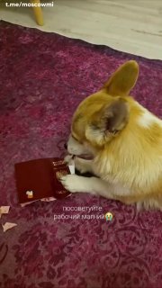 Корги из Подмосковья съел паспорт хозяйки перед поездкой на Мальдивы