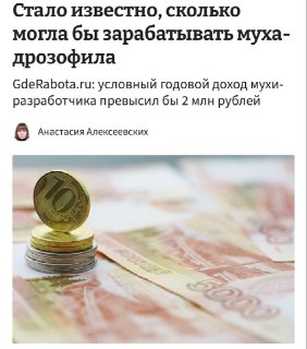 Муха-разработчик может зарабатывать до 2 млн рублей в год